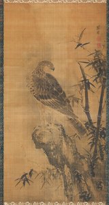Falke auf einem Felsen