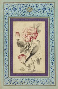 Rosen und Nachtigall von Muhammad Baqir