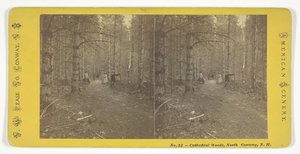 Kathedralenwälder, North Conway, N.H., Mitte des 19. Jahrhunderts