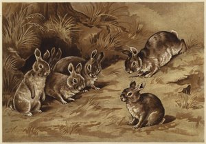 Baby-Kaninchen von N. Parker