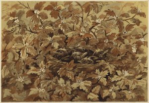 Die Amsel zu Hause von N. Parker