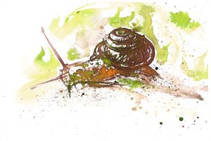 Schnecke, 2025
