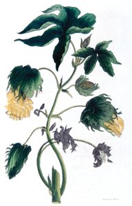 Gossypium - Baumwollpflanze