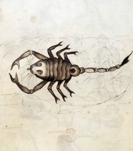 Das Sternzeichen Skorpion (Pergament)