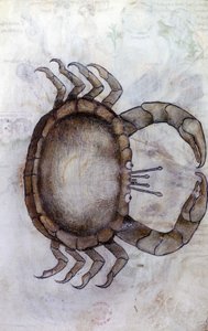Sloane 3983 f.14v, Ein Krebs, Sternzeichen Krebs