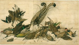 ohne Titel (Australische Wildvögel)