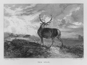 Der Hirsch von Newton Fielding