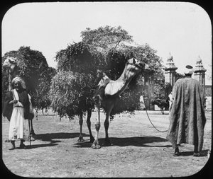 Kamele tragen Futter, Ägypten, ca. 1890 von Newton and Co
