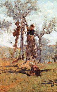 Die Olivenernte, ca. 1892