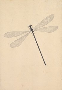 Eine Libelle
