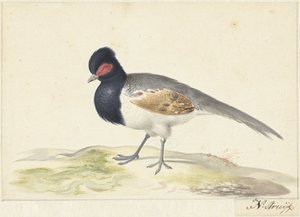 Vogel mit grauen Schwanzfedern, schwarzem Kopf mit rotem Fleck, nach links