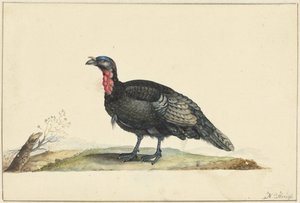 Vogel mit schwarzen Federn und einem roten Kropf, stehend, nach links