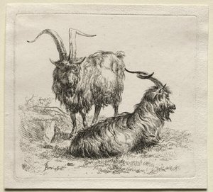 Animalia: Zwei Ziegen