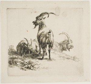 Ziegen, aus Verschiedene Tiere von Nicolaes Berchem