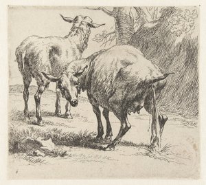 Pissendes Schaf und ein Schaf (Schafe, Animalia ad vivum delineata et aqua forti aeri impressa Studio et Arte Nicolai Berchemi)