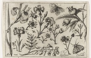 Blumen und Schmetterlinge