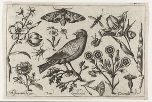 Blumen, Insekten, Nachtpfauenauge und eine Krähe