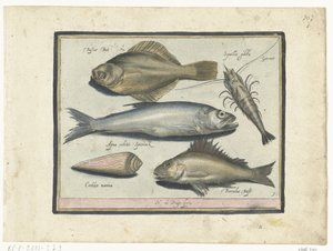 Butt, Garnele, Stint und Barsch von Nicolaes de Bruyn