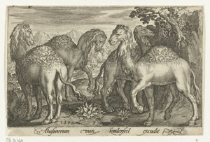 Vier Dromedare von Nicolaes de Bruyn