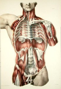 Abgezogener Torso, Tafel aus 