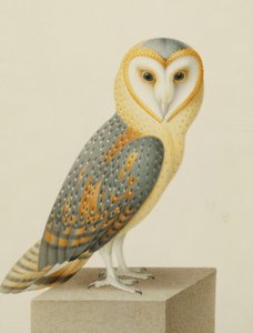 Eine Schleiereule von Nicolas Robert