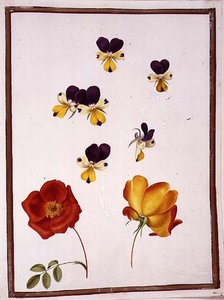Sechs Köpfe von Stiefmütterchen und zwei Rosa Foetida (Österreichische Briar)