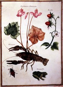 Cyclamen, Alpen-Erdbeere, ein Hummer und ein Frosch von Nicolas Robert