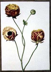 Ranunculus Asiaticus von Nicolas Robert