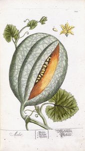 Eine Melone, ca. 1750-1765