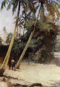 Salomonen-Junge klettert nach grünen Kokosnüssen, in der Nähe von Gavutu, Neu-Florida (Farblithografie)
