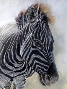 Equus burchelli 1 (Detail) von Odile Kidd