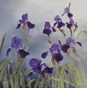 Iris hybrida, 2015 von Odile Kidd