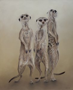 Erdmännchen, 2014