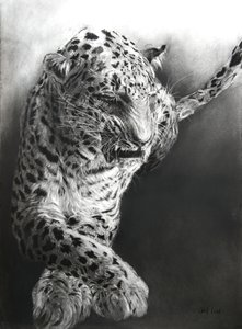 Panthera pardus 1, 2009 von Odile Kidd