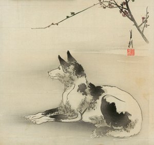 Schwarz-weißer Hund
