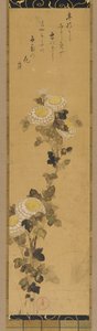 Chrysanthemen