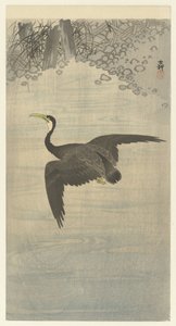 Kormoran im Flug