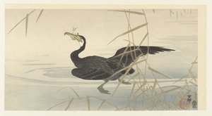 Kormoran mit Fisch