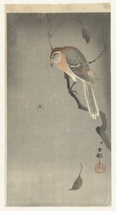 Buffelkopfwürger und Spinne von Ohara Koson