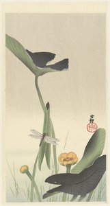 Libelle und Lotusblume, ca. 1900-30