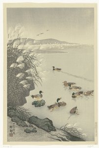 Enten im Wasser