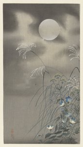 Gräser und Blumen bei Vollmond