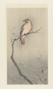 Japanische Seidenschwanz auf Ast
