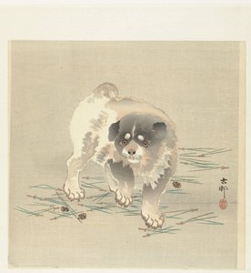 Junger Hund