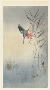 Eisvogel auf Fischfang