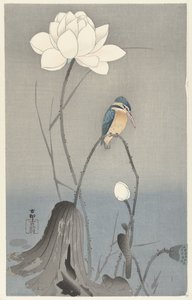 Eisvogel mit Lotusblume