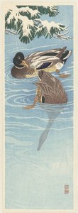 Paar Wildenten im Wasser