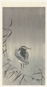 Ente im Regen