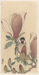 Spatz auf blühendem Magnolienzweig