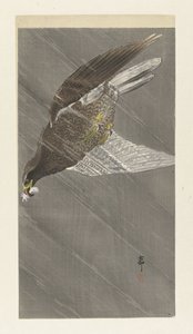 Abwärts fliegender Adler